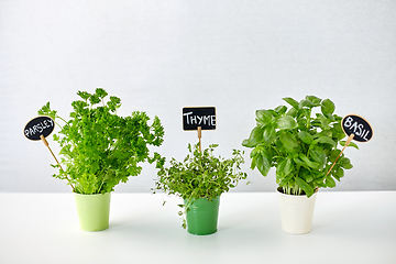 Image showing greens or herbs in pots with name plates on table