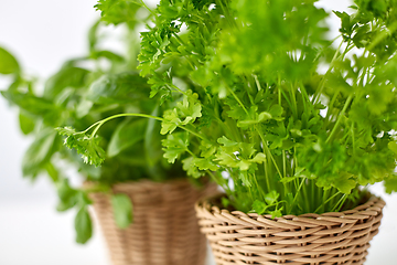 Image showing close up of parsley herb in wicker basket