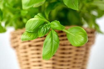 Image showing close up of green basil herb in wicker basket