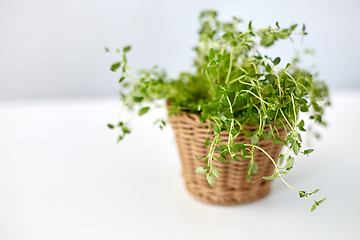 Image showing green thyme herb in wicker basket on table