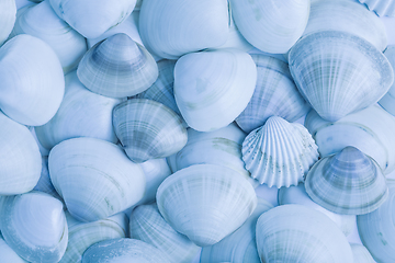 Image showing Collection of seashells as background in blue tone