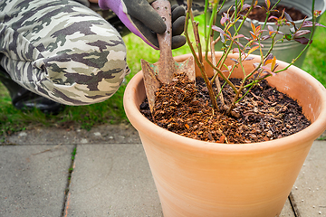 Image showing Gardening - Mulching plants with pine bark againts to weeds