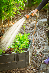 Image showing Watering salad in raised bed in garden