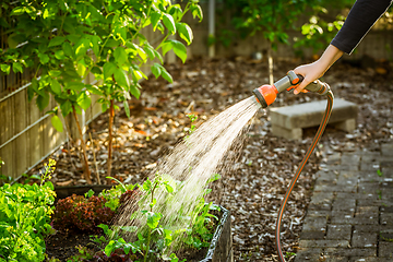 Image showing Watering salad in raised bed in garden