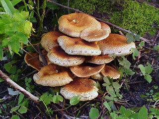 Image showing Mushrooms among  grass and  moss