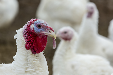 Image showing Turkey-poult