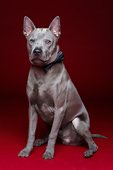 Image showing beautiful thai ridgeback dog with bow tie