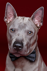 Image showing beautiful thai ridgeback dog with bow tie