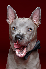 Image showing beautiful thai ridgeback dog licking lips