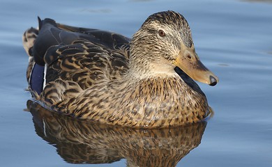 Image showing Mallard in the water. 