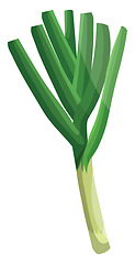 Image showing Light green leeks with dark green leafs vector illustration of v