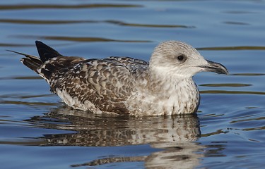 Image showing Seagull. 