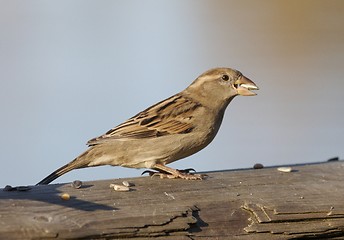 Image showing House Sparrow. 