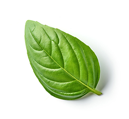 Image showing fresh green basil leaf