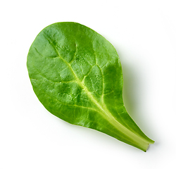 Image showing fresh green lettuce leaf