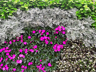 Image showing beautiful wall of flowers