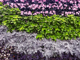 Image showing beautiful wall of flowers