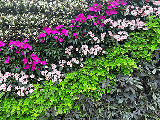 Image showing beautiful wall of flowers