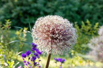 Image showing beautiful summer flower