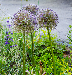 Image showing beautiful summer flowers