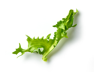 Image showing fresh green lettuce