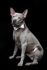 Image showing beautiful thai ridgeback dog with bow tie