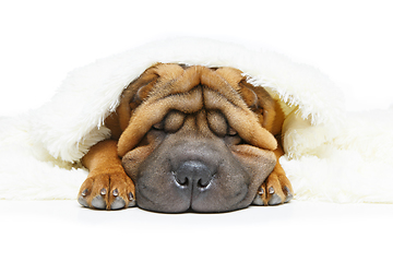 Image showing shar pei puppy under plaid