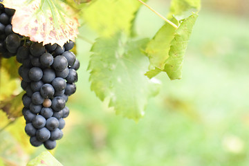 Image showing grape