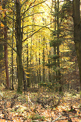 Image showing autumn forest