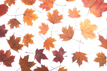 Image showing autumn background