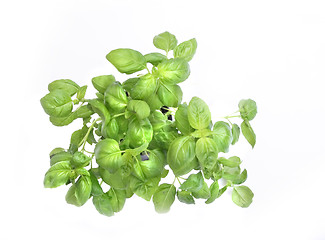 Image showing basil background