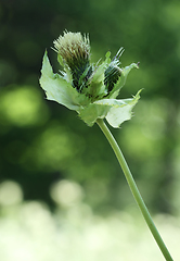 Image showing Cabbage thistle flower