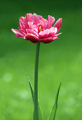 Image showing Pink double early tulip