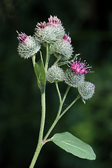 Image showing Greater burdock flowers