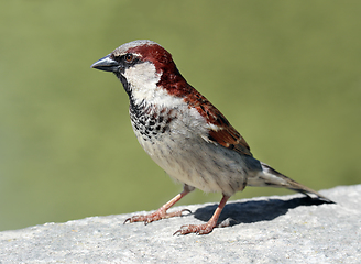 Image showing Male House Sparrow