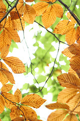 Image showing autumn background