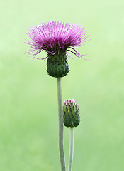 Image showing Melancholy thistle flower