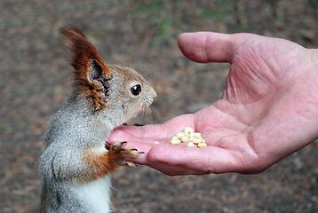 Image showing Feeding a squirrel in the park