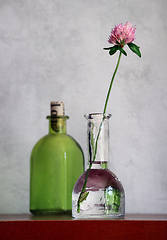 Image showing Still life with Red Clover