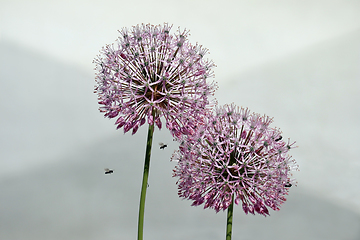 Image showing Giant Allium flowers