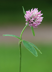 Image showing Red Clover Flower