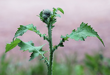 Image showing Scottish thistle in meadow