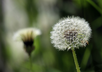 Image showing Withered dandelion flower 