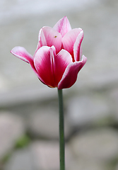 Image showing Red tulip flower