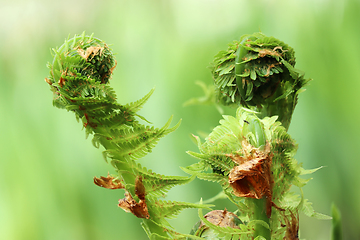 Image showing Spring fern sprouts