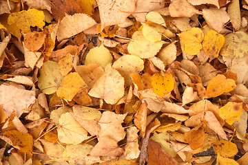 Image showing autumn background