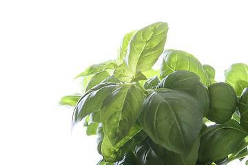 Image showing basil background