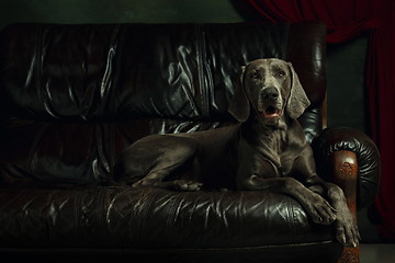 Image showing Studio shot of weimaraner dog like a medieval aristocrat