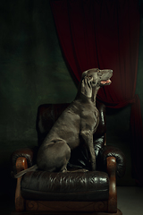 Image showing Studio shot of weimaraner dog like a medieval aristocrat