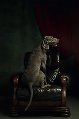 Image showing Studio shot of weimaraner dog like a medieval aristocrat